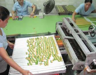 ALBUM SẢN XUẤT KẸO DỪA